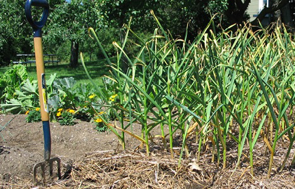 comment planter ail quebec