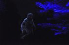 Un parcours nocturne illumin au Parc de la Gorge de Coaticook