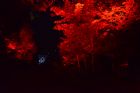 Foresta Lumina Coaticook