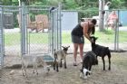 Nouvelle mini-ferme � l'H�tel Ch�ribourg - Orford