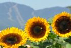 F�te du tournesol - Orford
