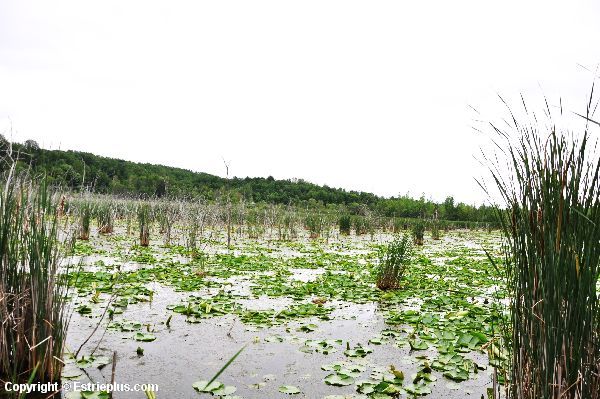 Marais de la SaintFrançois Sherbrooke Journal Web