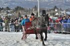 Derby d�attelage de Magog