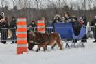 Derby d�attelage de Magog