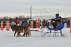 Derby d�attelage de Magog
