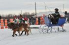 Derby d�attelage de Magog