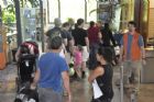 Distribution d'�arbres gratuits - Sherbrooke