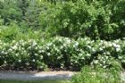 Ouverture officielle des Jardins de la Saint-Fran�ois