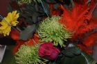 La 18e exposition horticole du CRIFA  de Coaticook