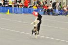 Salon national des animaux de compagnie