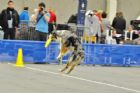 Salon national des animaux de compagnie