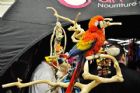 Salon national des animaux de compagnie