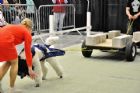 Salon national des animaux de compagnie