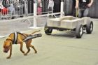 Salon national des animaux de compagnie