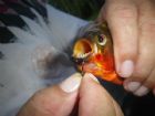LAmazonie : une terre deau
