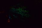 Foresta Lumina Coaticook