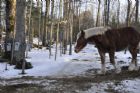 Visite  la cabane  sucre