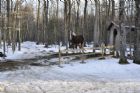 Visite  la cabane  sucre