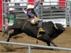 R�trospective 2009