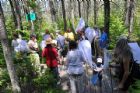 D�compte annuel des papillons