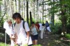 D�compte annuel des papillons