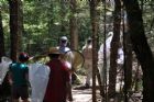 D�compte annuel des papillons