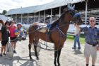 Courses de chevaux - Ayer's Cliff