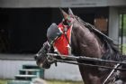 Courses de chevaux - Ayer's Cliff