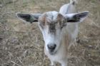 Nouvelle mini-ferme � l'H�tel Ch�ribourg - Orford
