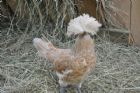 Nouvelle mini-ferme � l'H�tel Ch�ribourg - Orford