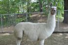 Nouvelle mini-ferme � l'H�tel Ch�ribourg - Orford