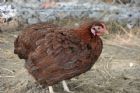 Nouvelle mini-ferme � l'H�tel Ch�ribourg - Orford
