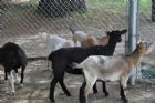 Nouvelle mini-ferme � l'H�tel Ch�ribourg - Orford