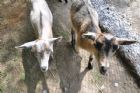 Nouvelle mini-ferme � l'H�tel Ch�ribourg - Orford