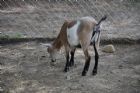 Nouvelle mini-ferme � l'H�tel Ch�ribourg - Orford