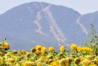 F�te du tournesol - Orford