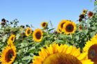 F�te du tournesol - Orford