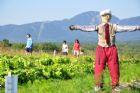 F�te du tournesol - Orford