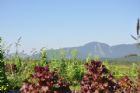 F�te du tournesol - Orford