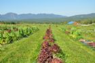 F�te du tournesol - Orford