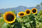F�te du tournesol - Orford