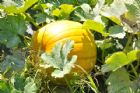 F�te du tournesol - Orford