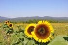 F�te du tournesol - Orford