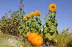 F�te du tournesol - Orford