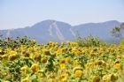 F�te du tournesol - Orford