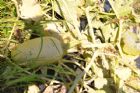 F�te du tournesol - Orford