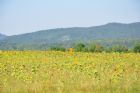 F�te du tournesol - Orford