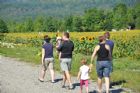 F�te du tournesol - Orford