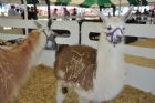 Exposition du comt� de Stanstead