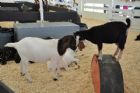 Exposition du comt� de Stanstead